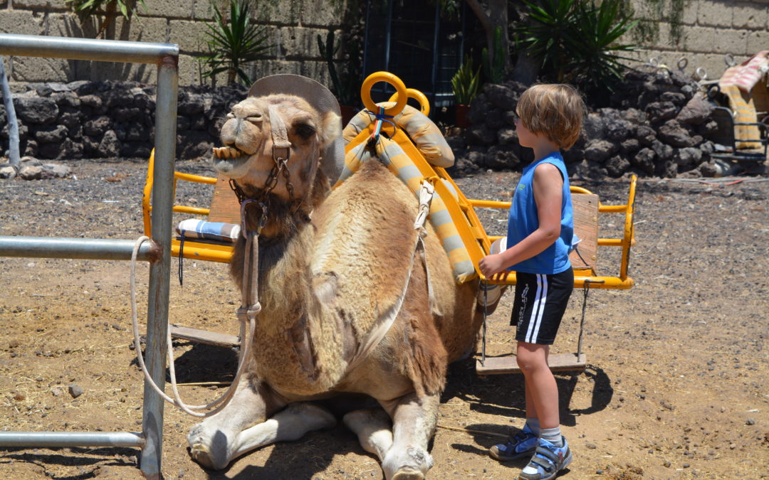 Camel Park Teneryfa