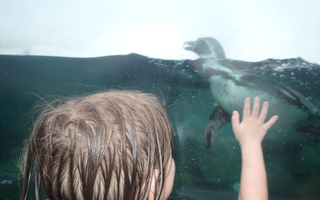Spreewelten Aquapark w Niemczech- popływaj w obecności pingwinów.